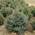 Ель колючая Picea pungens 'Glauca'